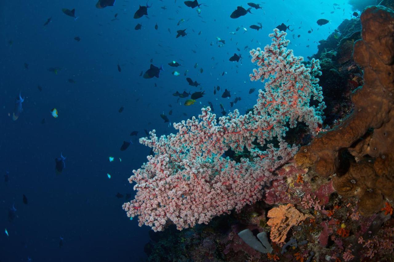 Murex Dive Resort Manado Eksteriør bilde